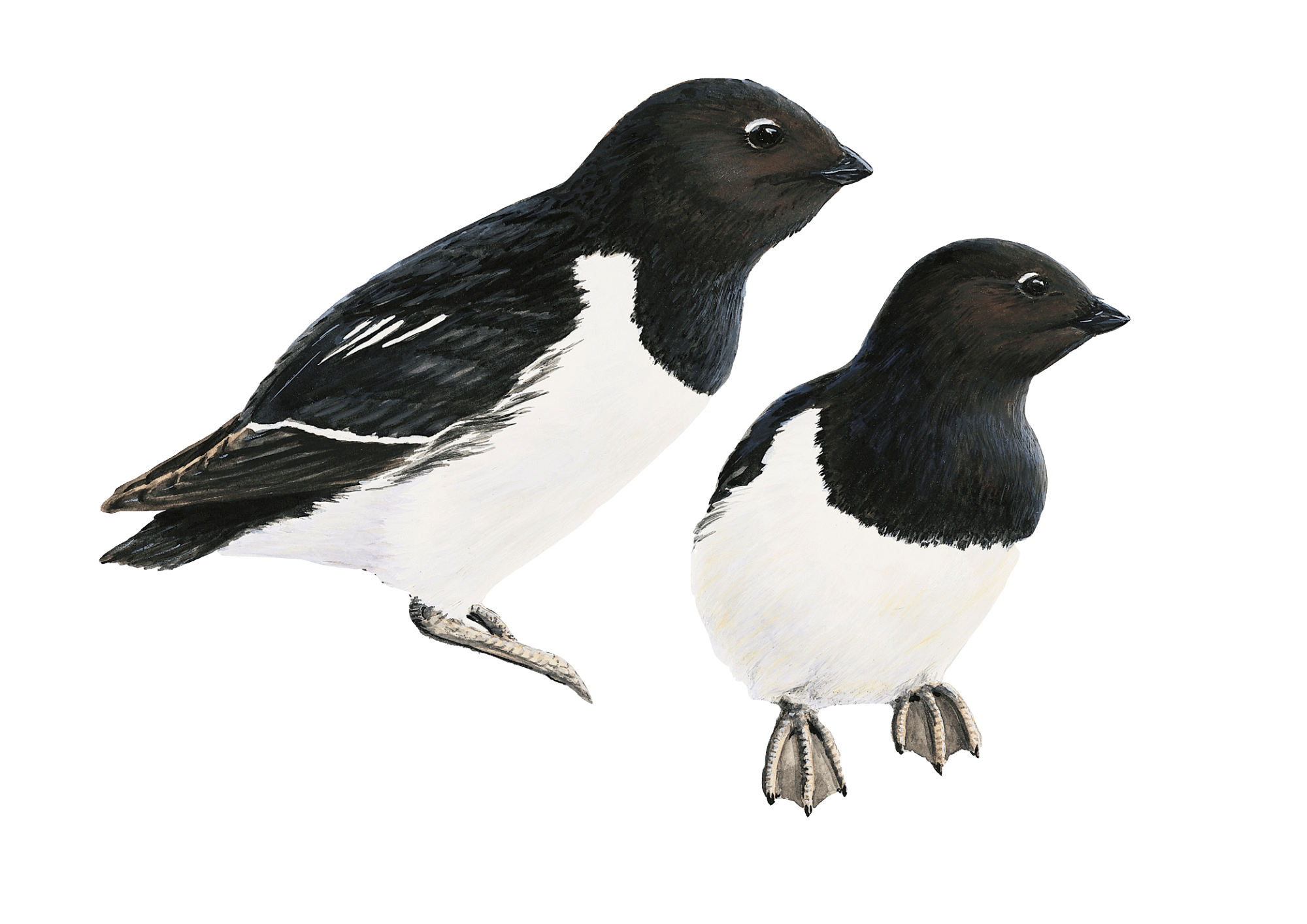 little auk