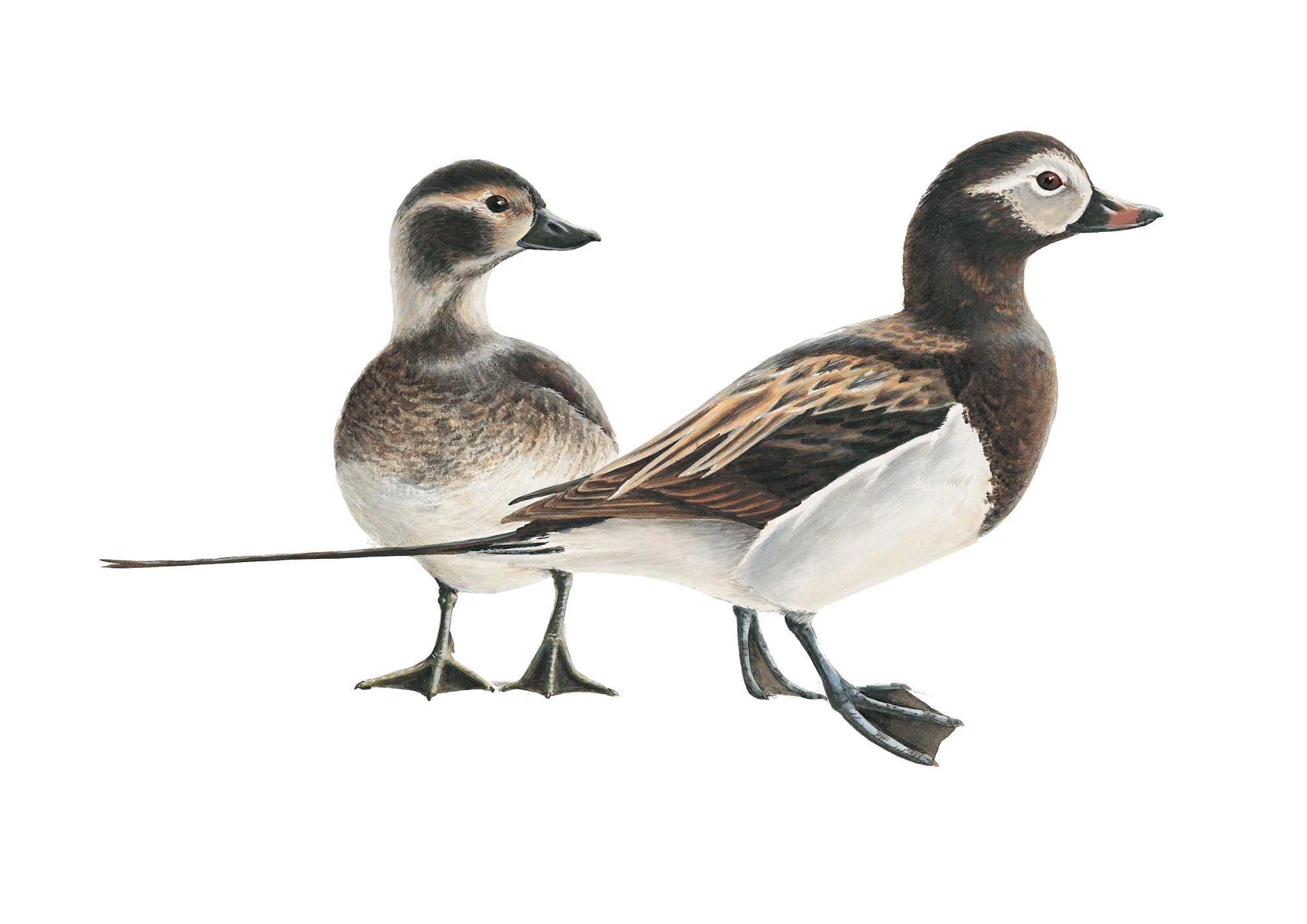 long tailed ducks