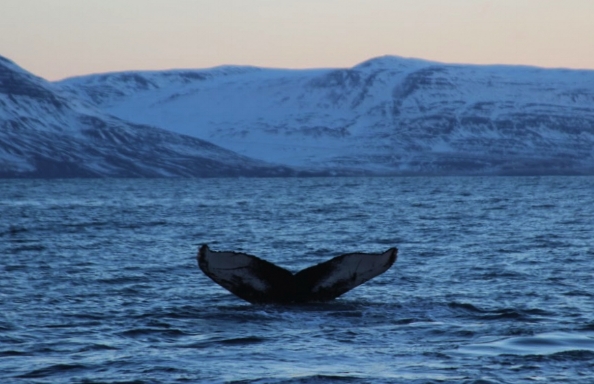 Friday, 30 December 2016