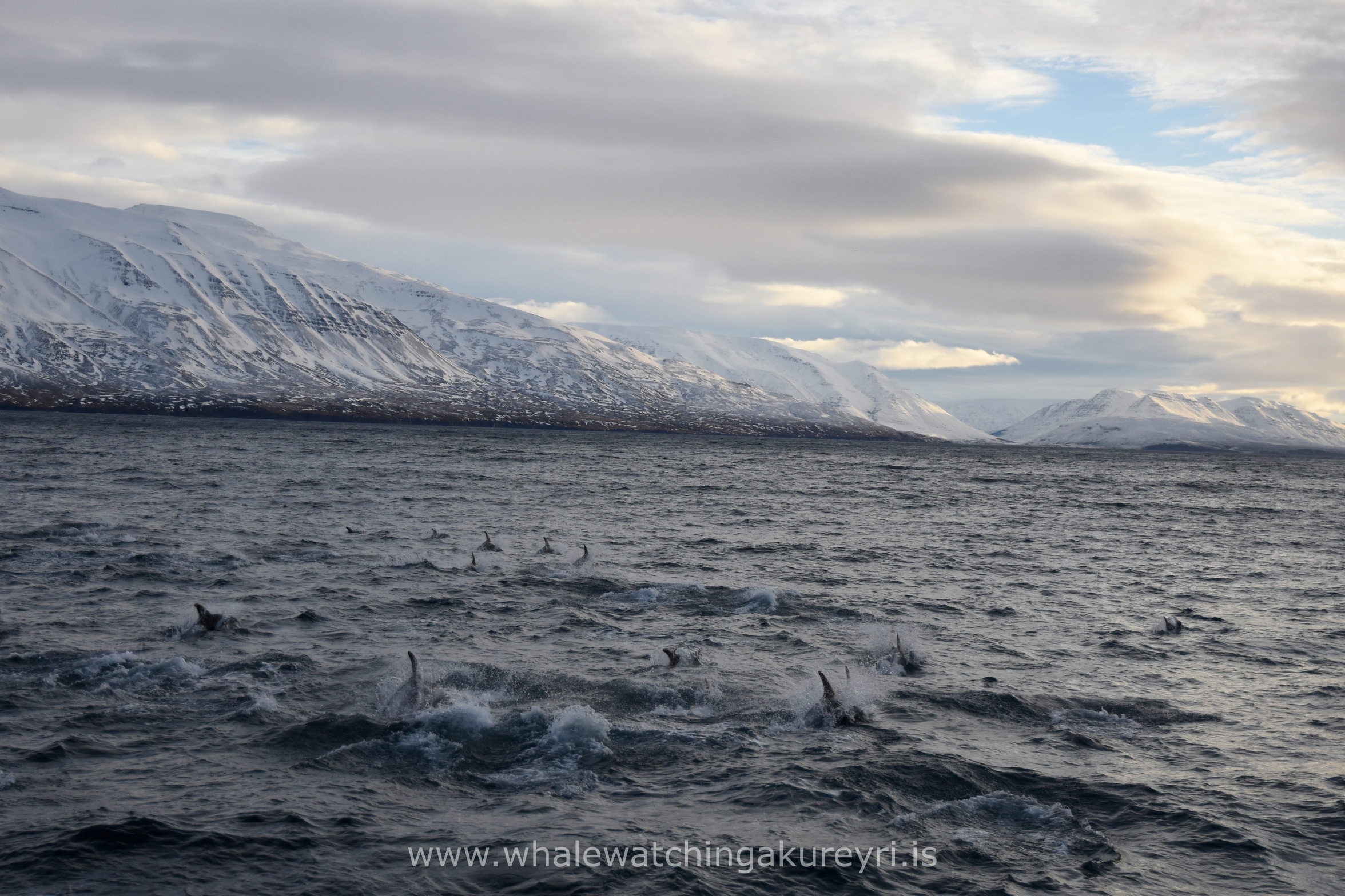 Thursday, 26 January 2017