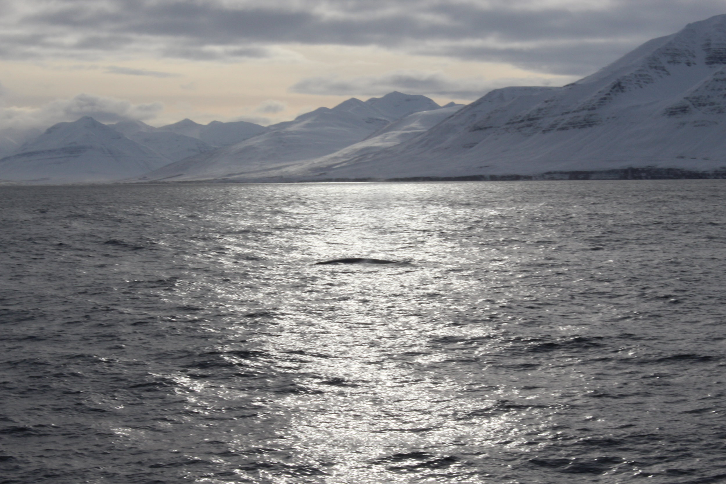 We saw Blue Whale!!