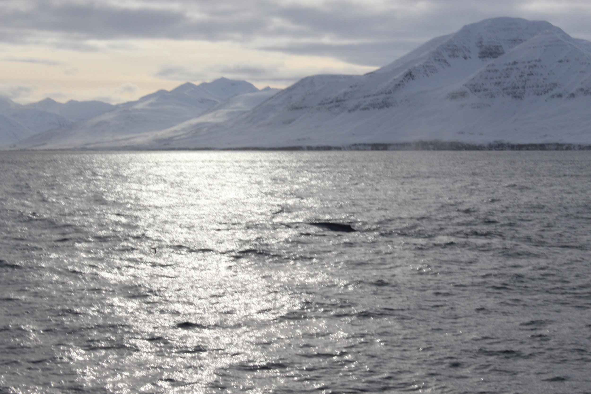 We saw Blue Whale!!