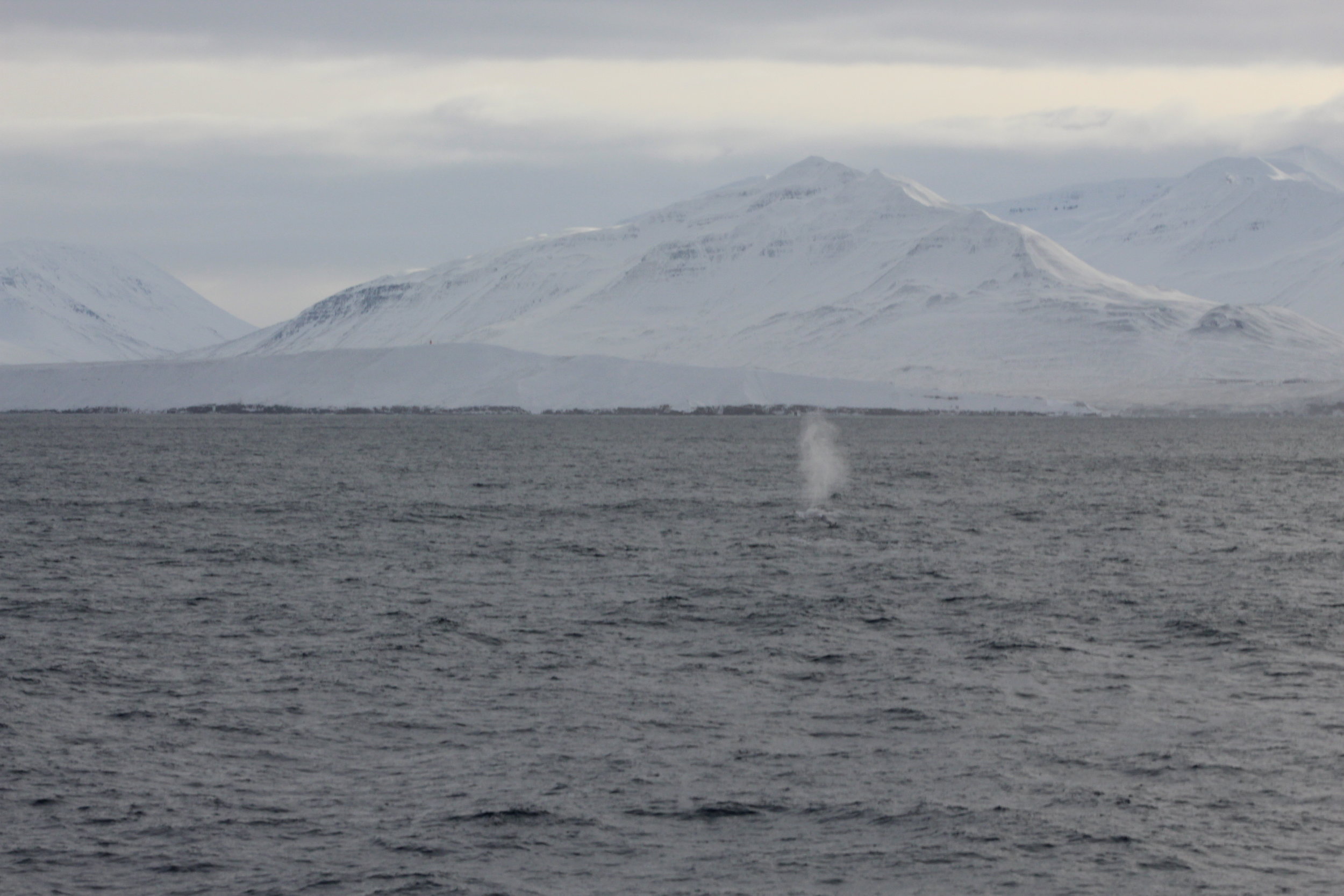 We saw Blue Whale!!