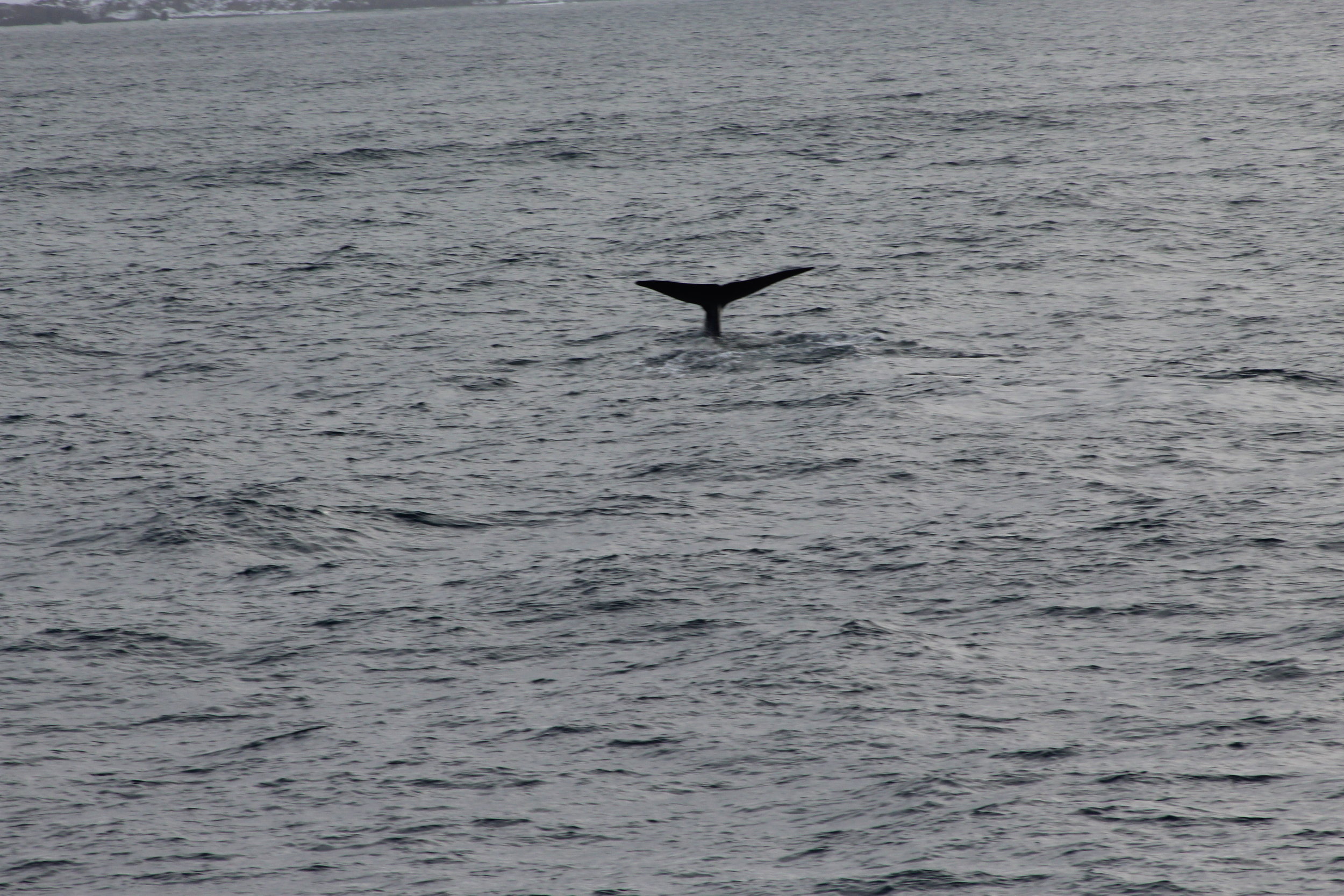 We saw Blue Whale!!