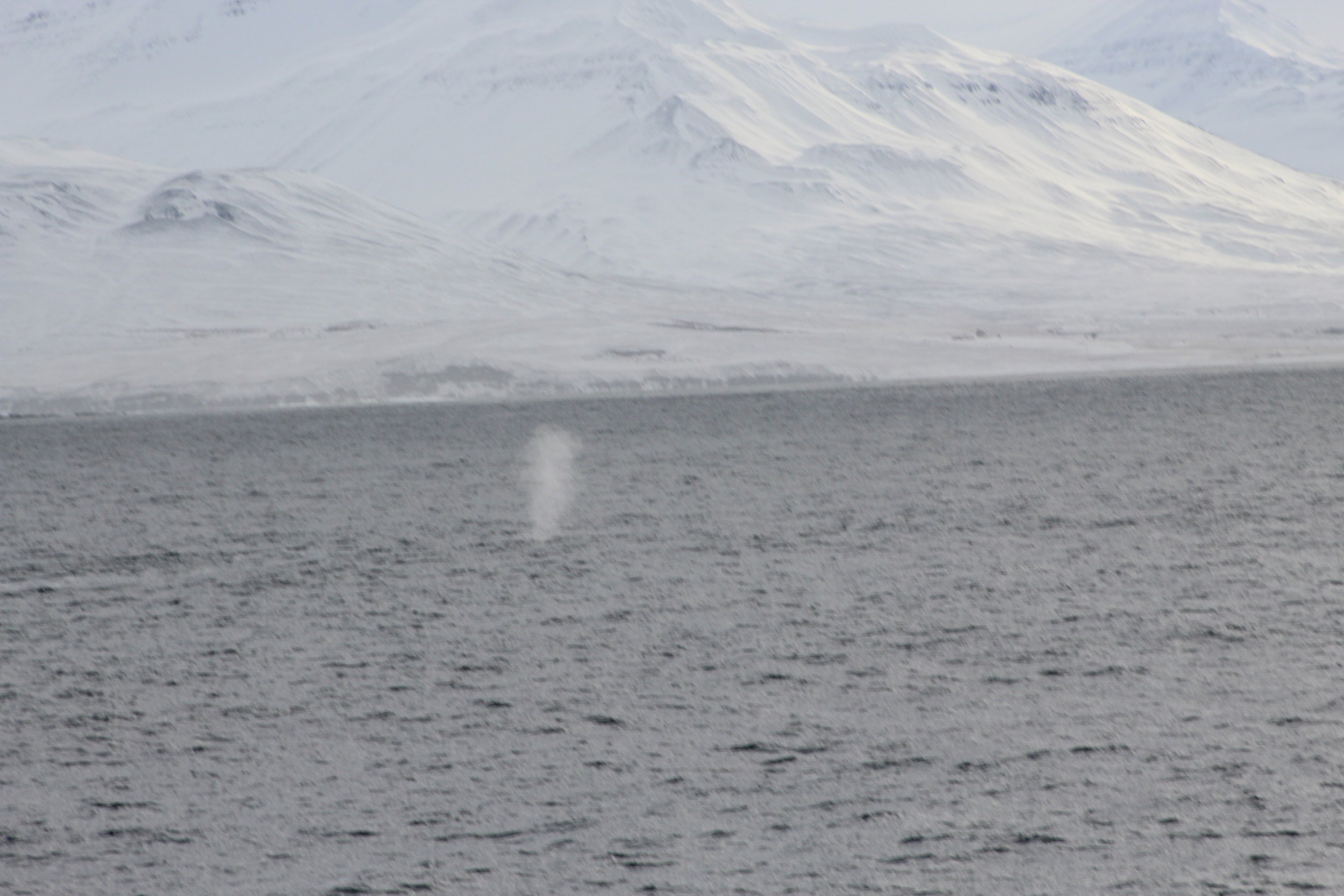 We saw Blue Whale!!