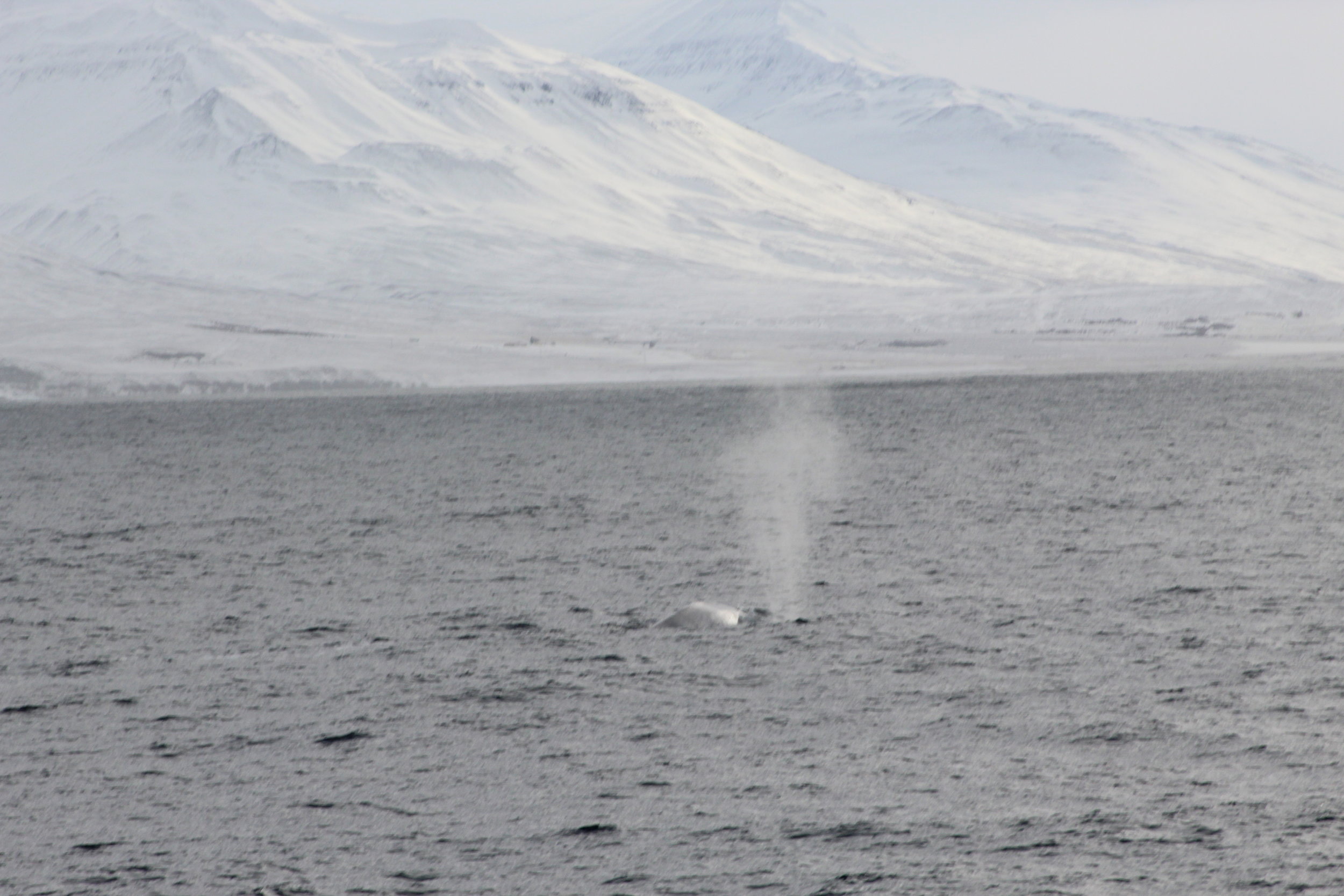 We saw Blue Whale!!
