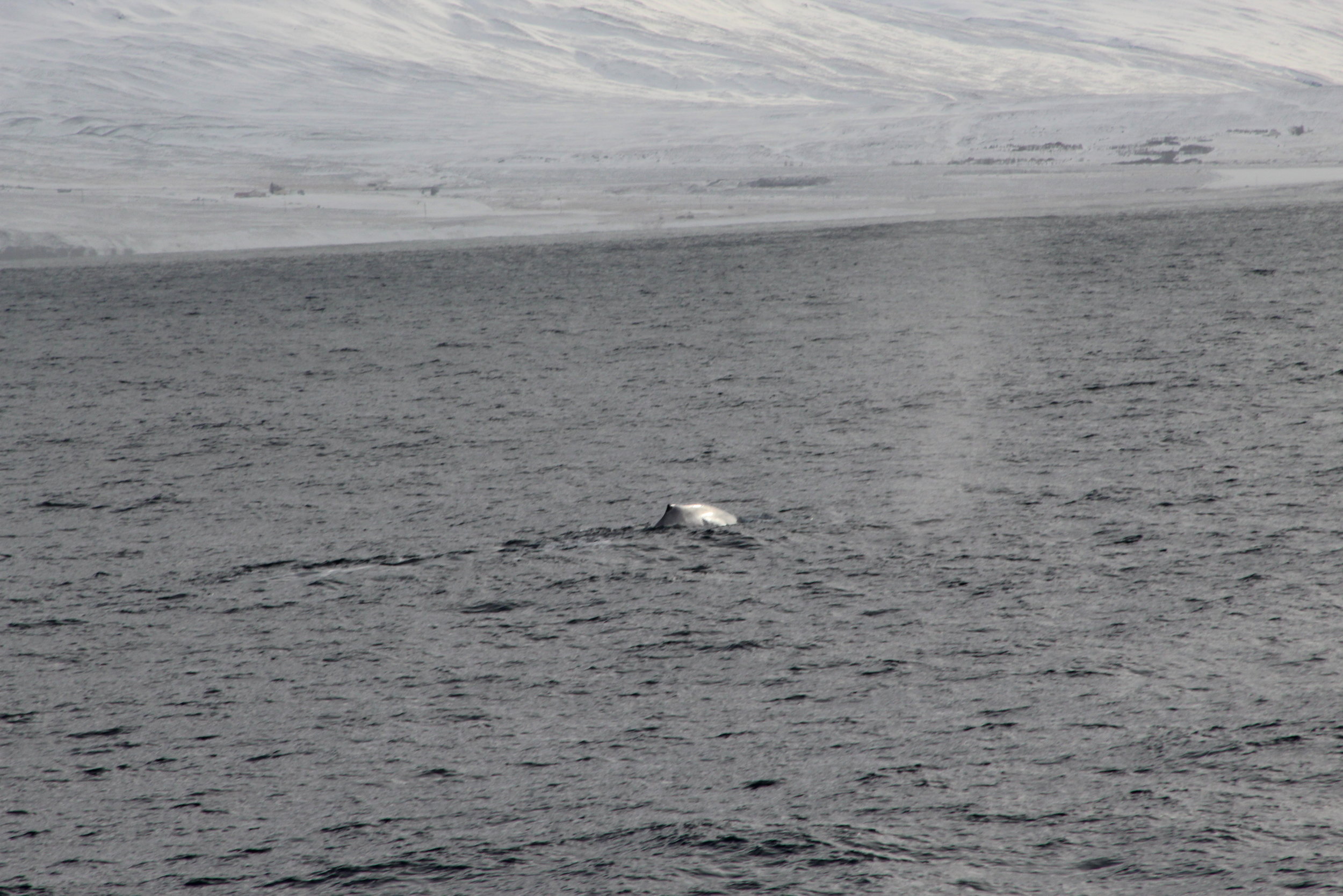 We saw Blue Whale!!