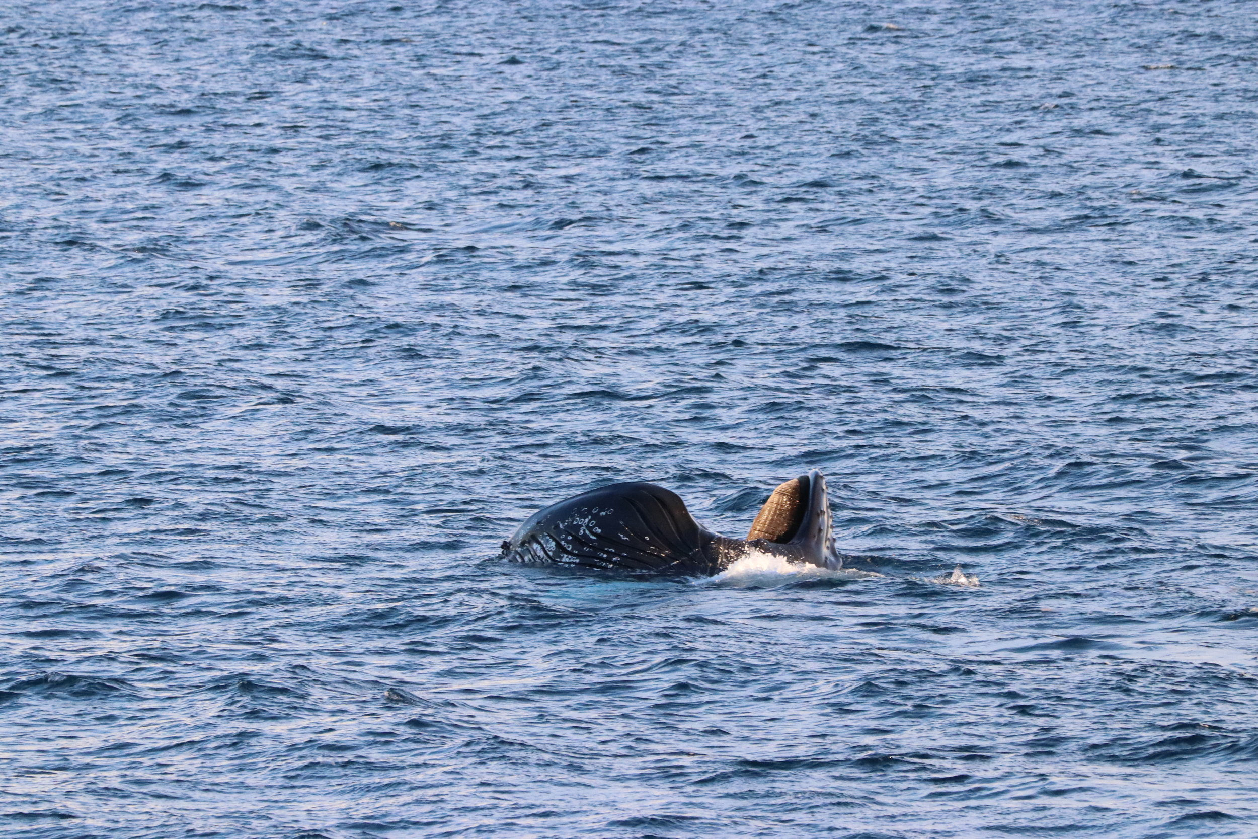 Wednesday, 23 January 2019