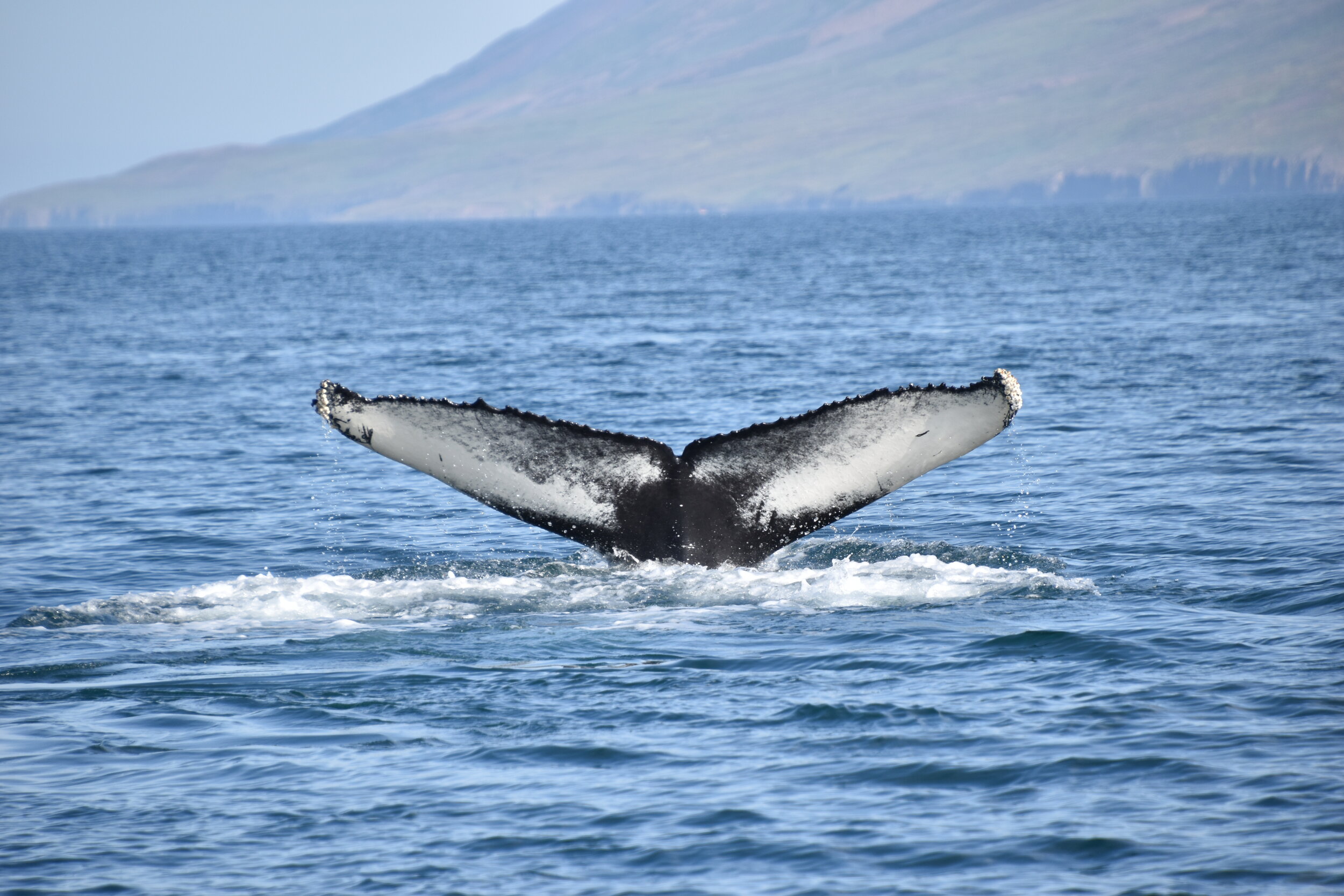 Monday, 17 August 2020
