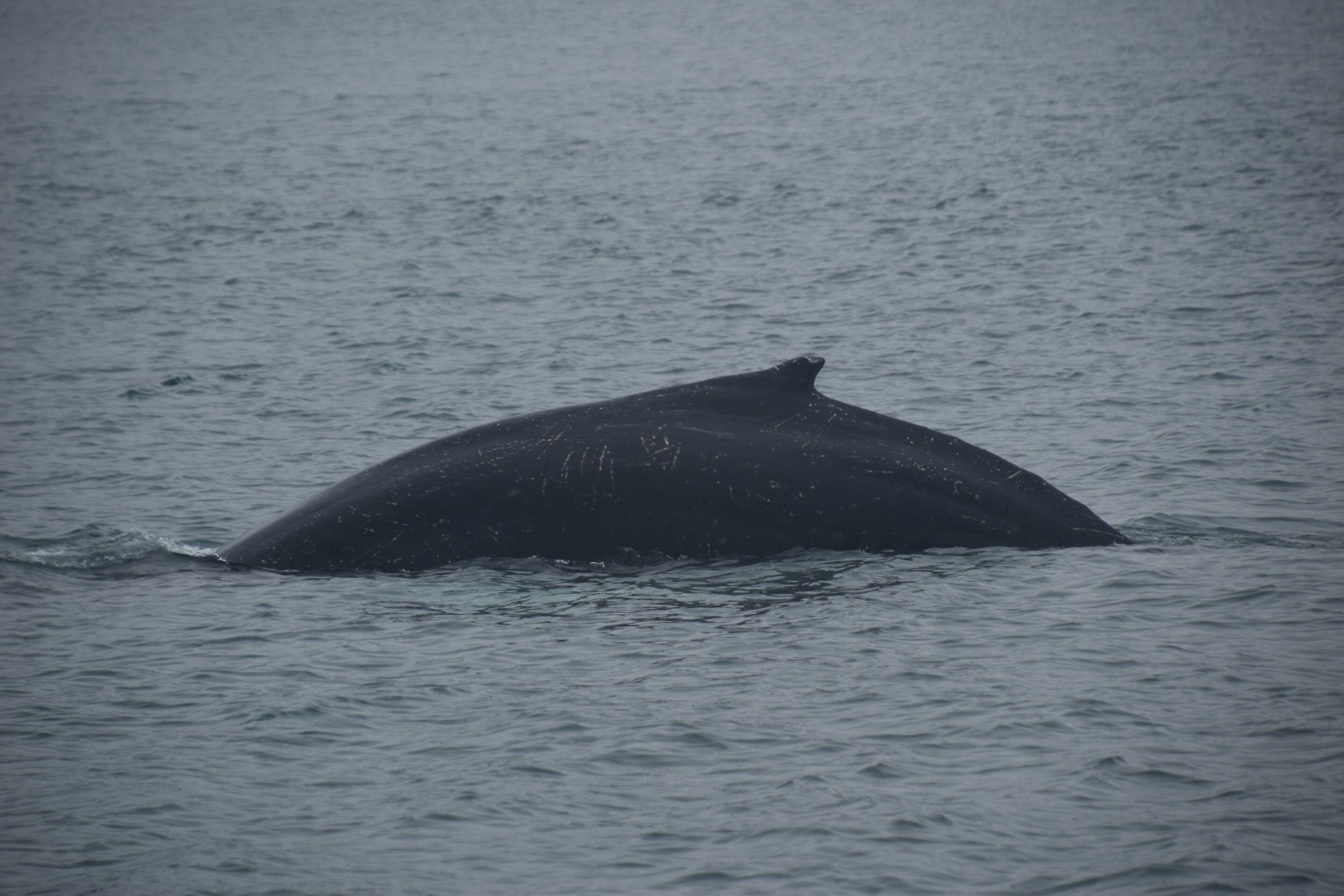 Wednesday, 9 June 2021