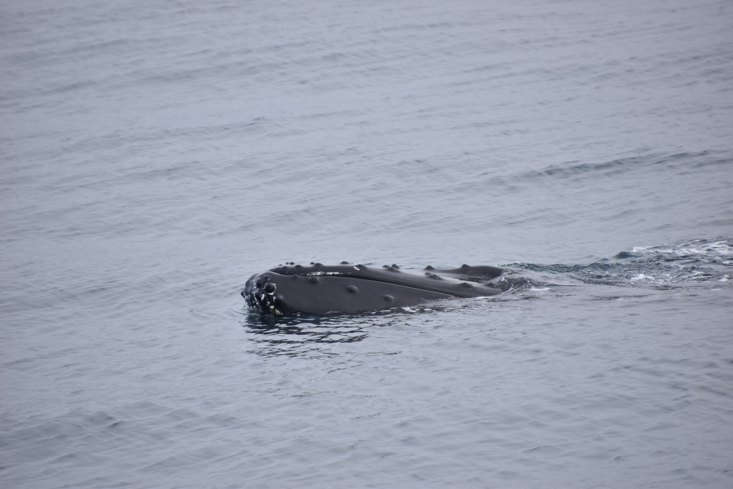 Wednesday, 16 June 2021