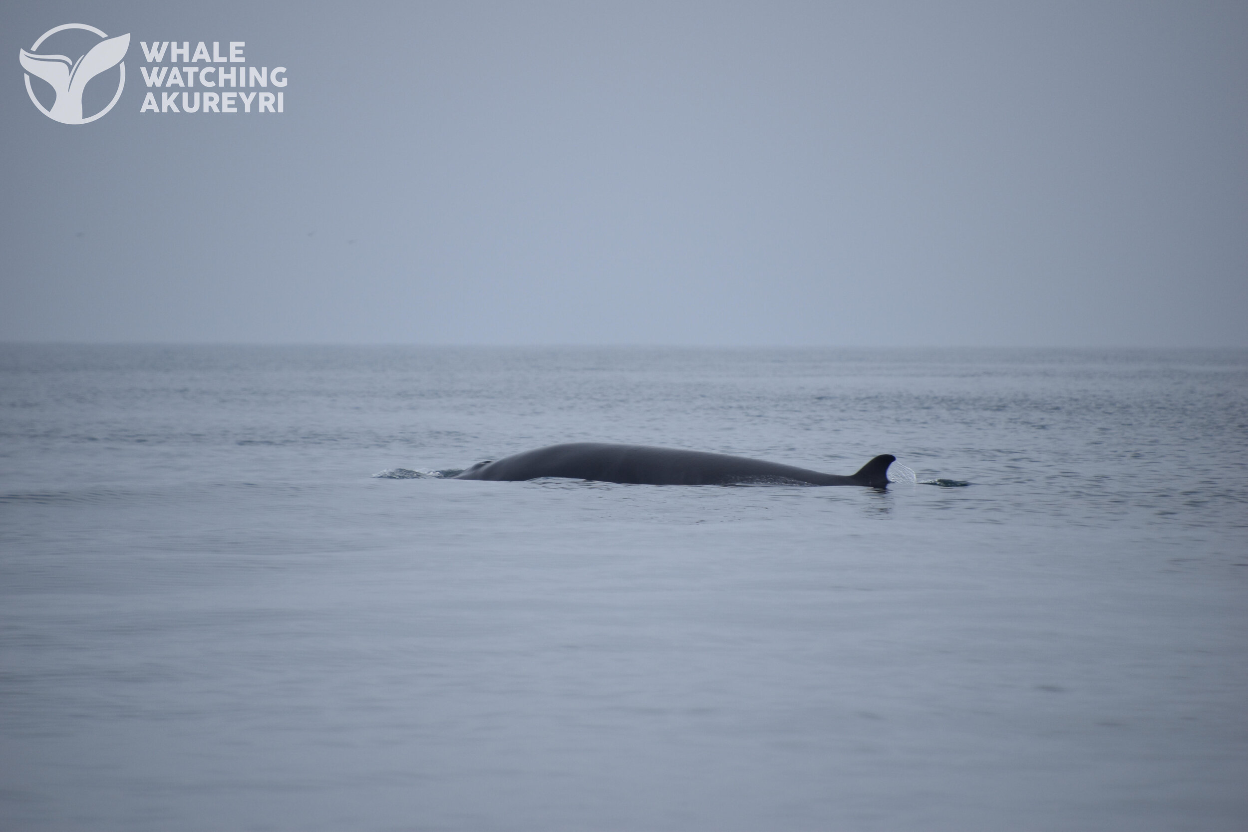 Wednesday, 9 June 2021