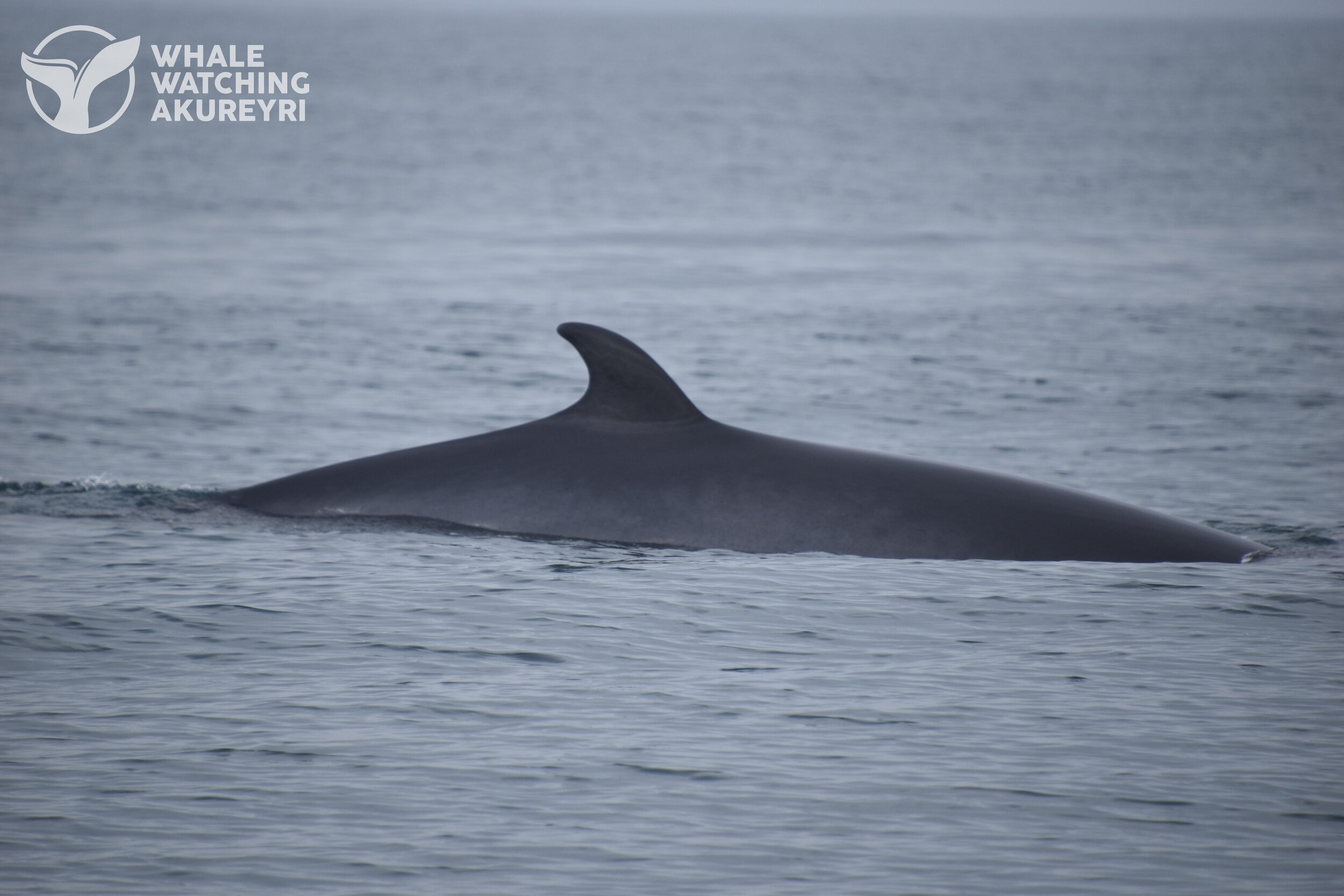 Wednesday, 9 June 2021