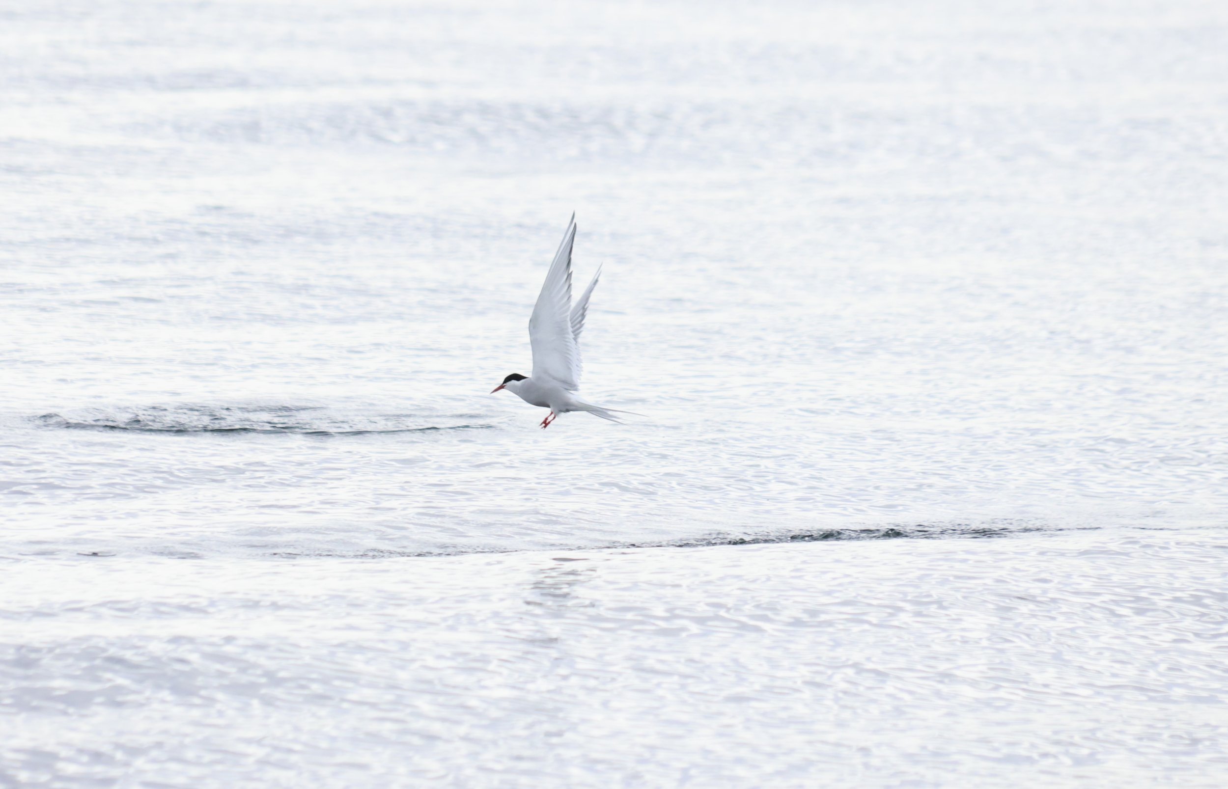 Wednesday, 8 May 2024
