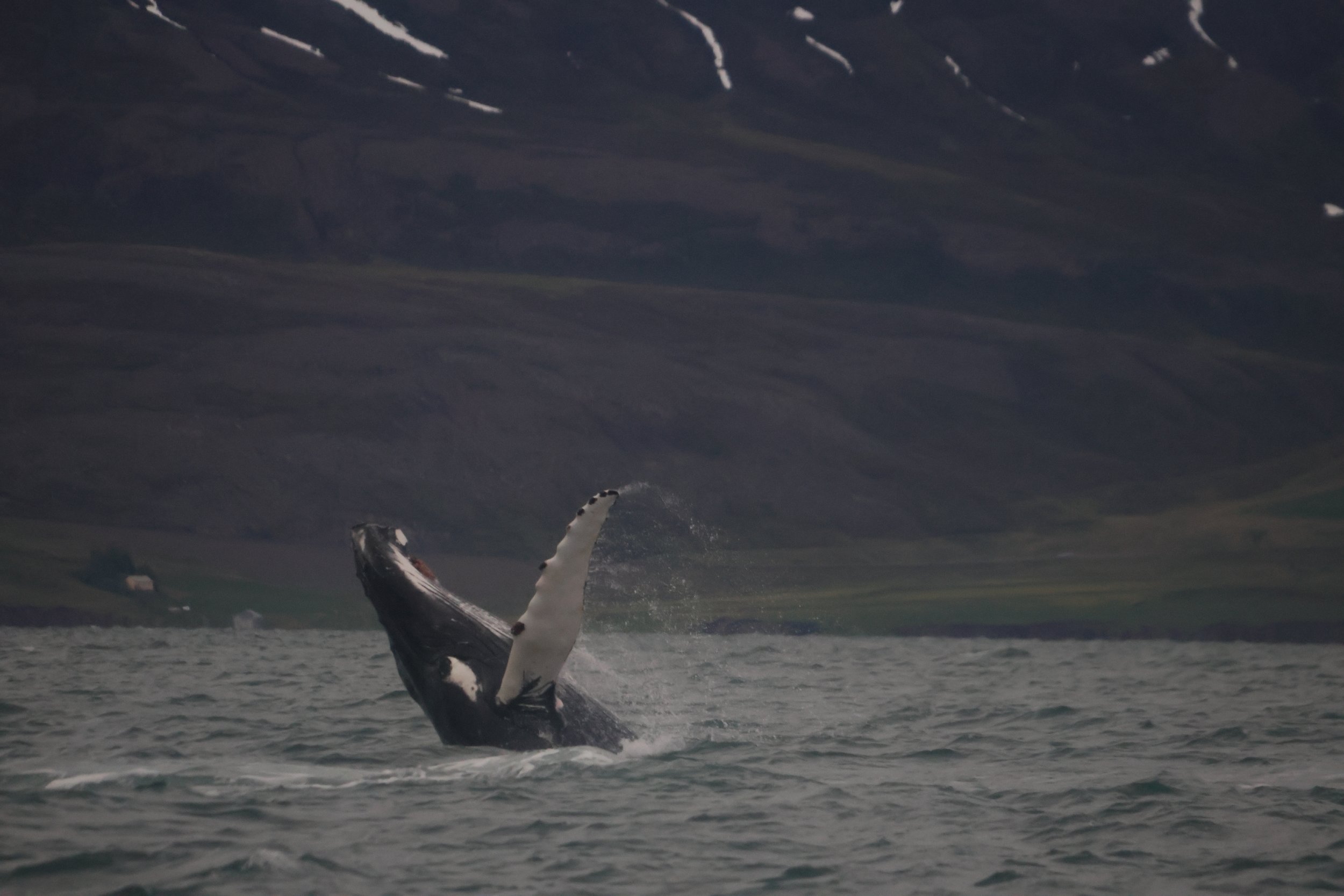 Wednesday, 19 June 2024