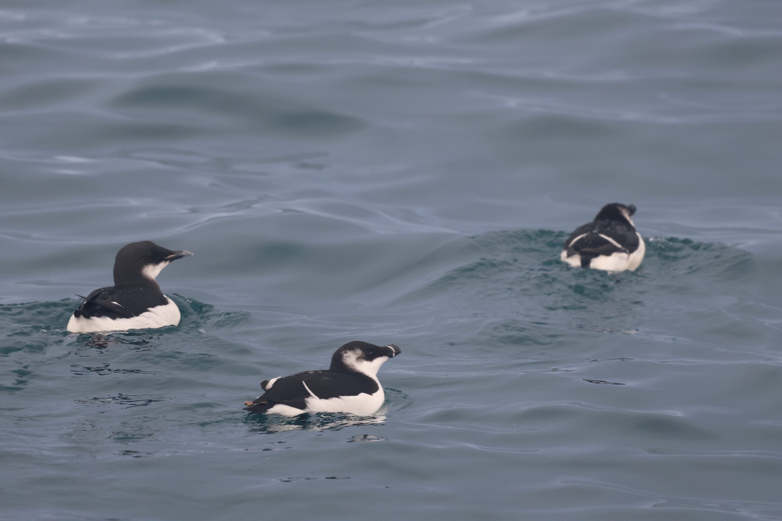 Tuesday, 6 February 2024