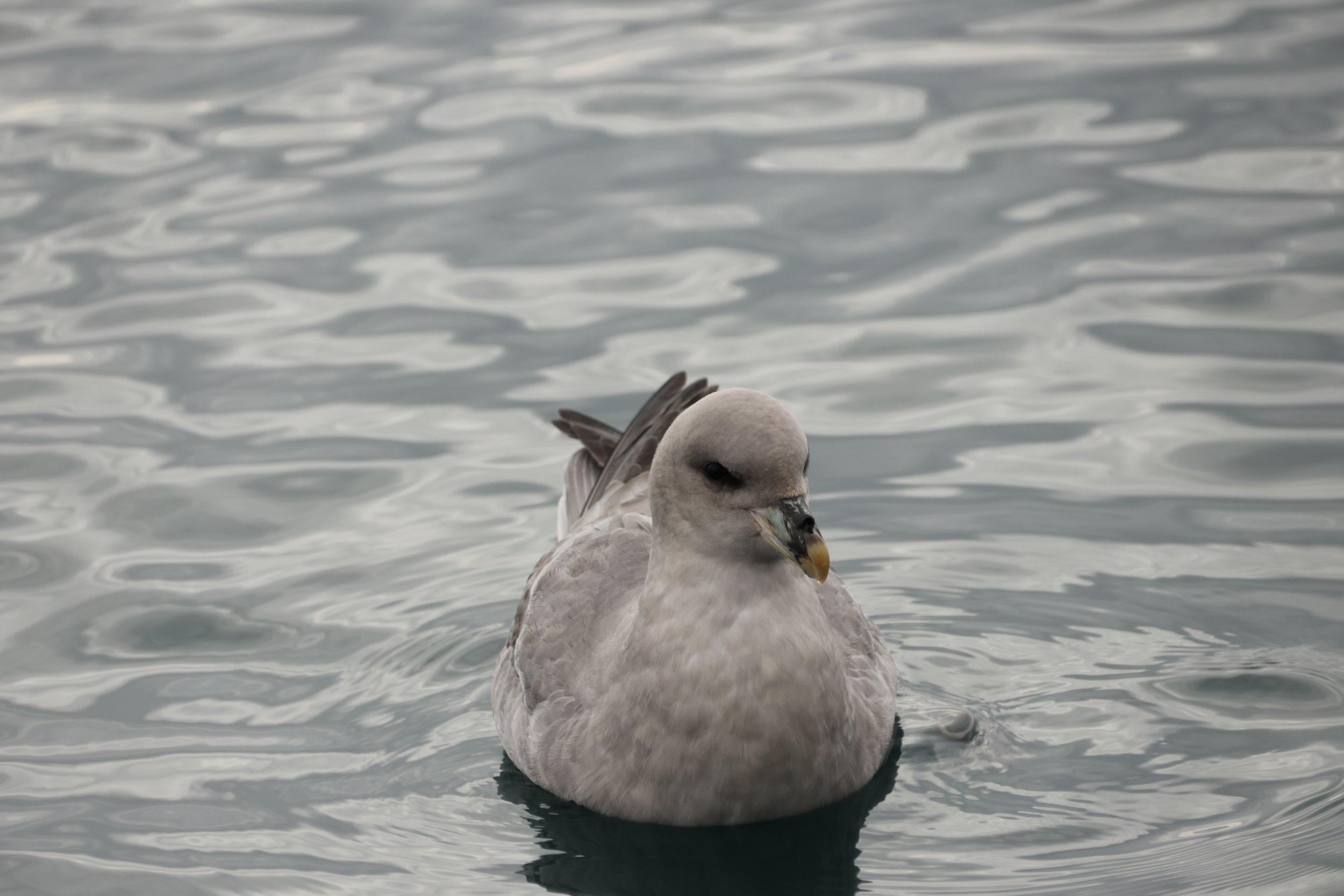 Sunday, 20 April 2025
