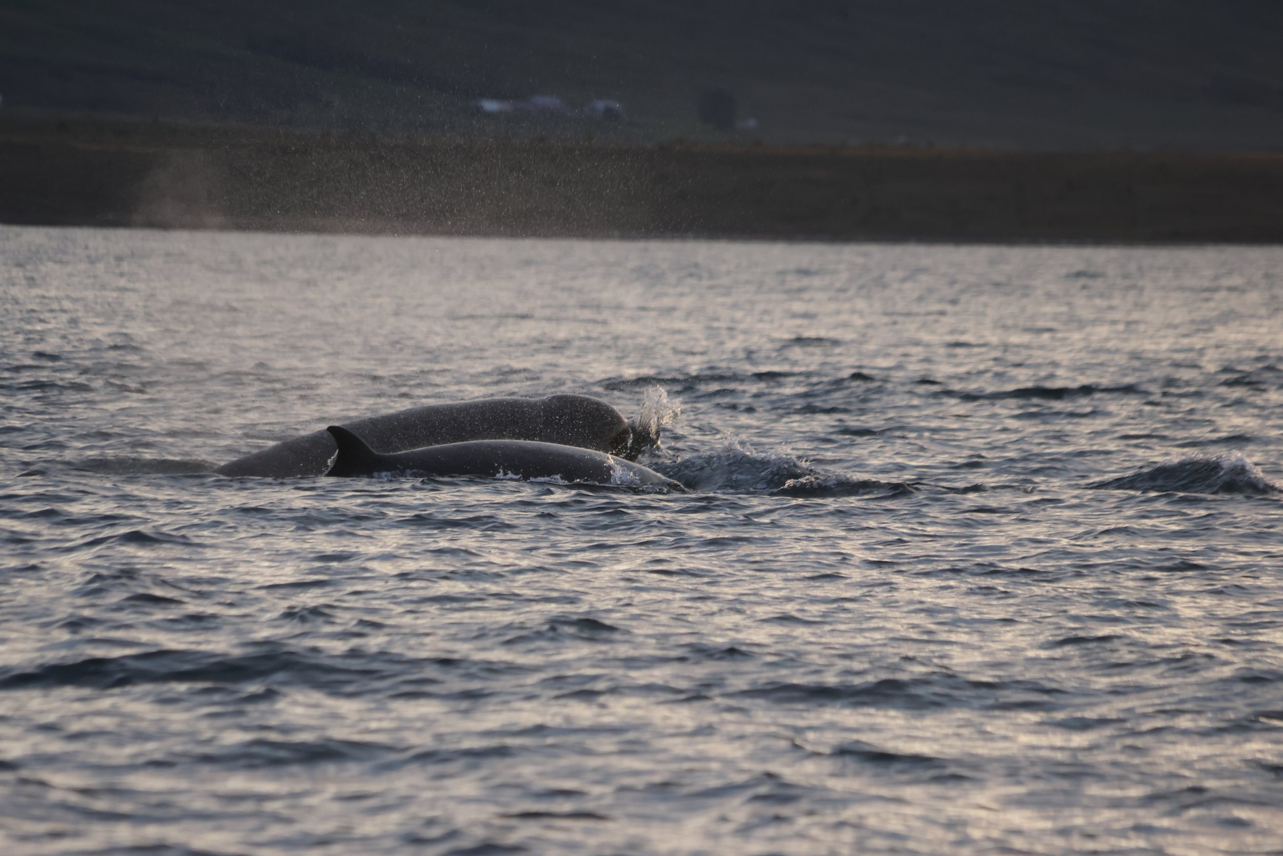 Thursday, 3 July 2025