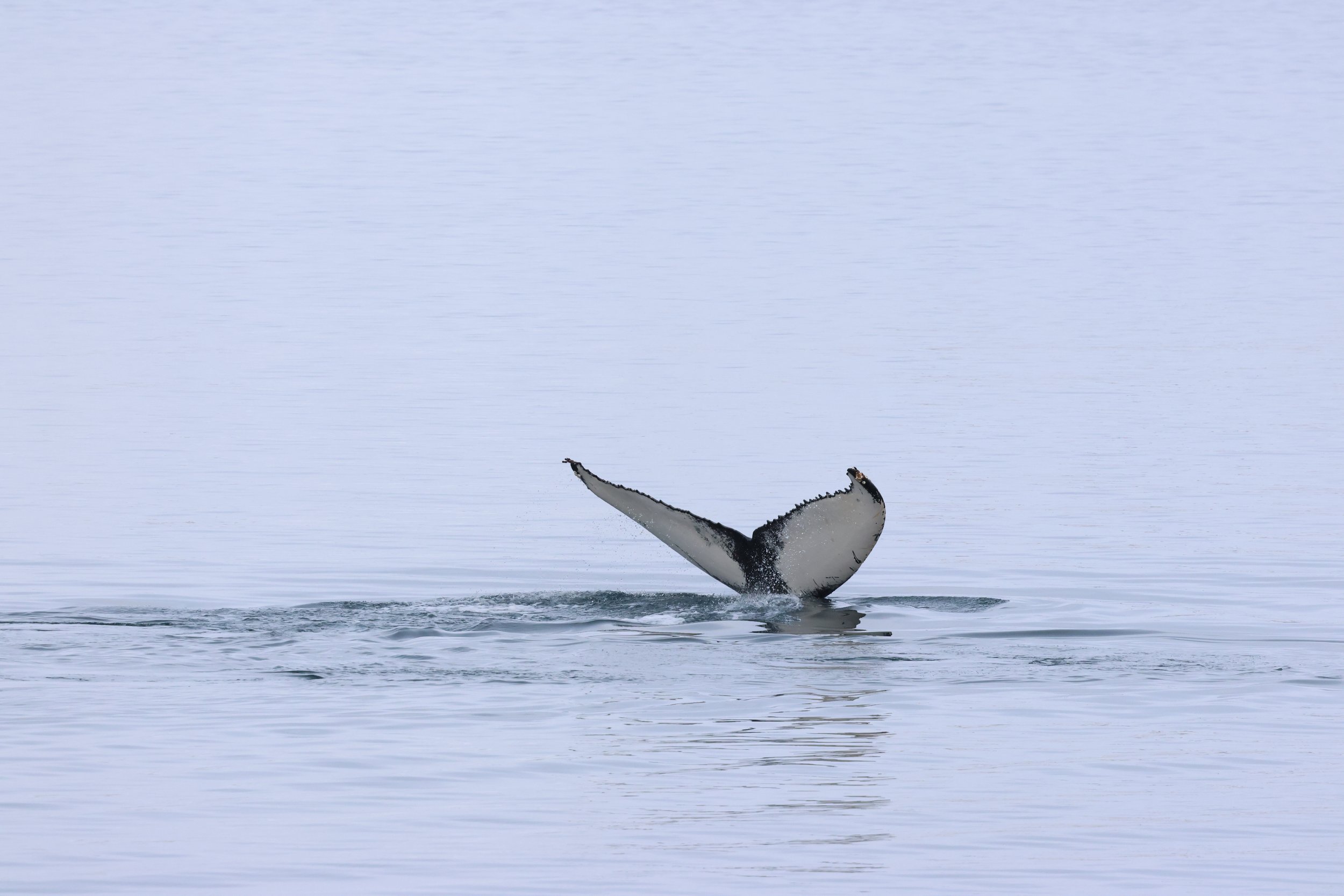 Sunday, 15 February 2026