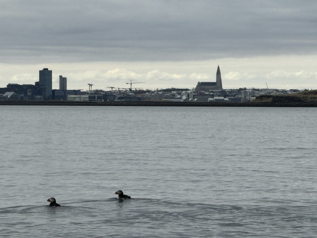 Puffins with Reykjavík in the background