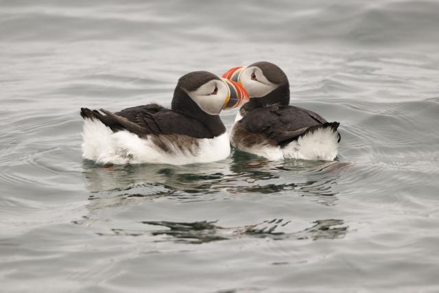 Two Puffins at Sea