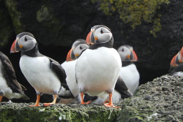 Puffins on land