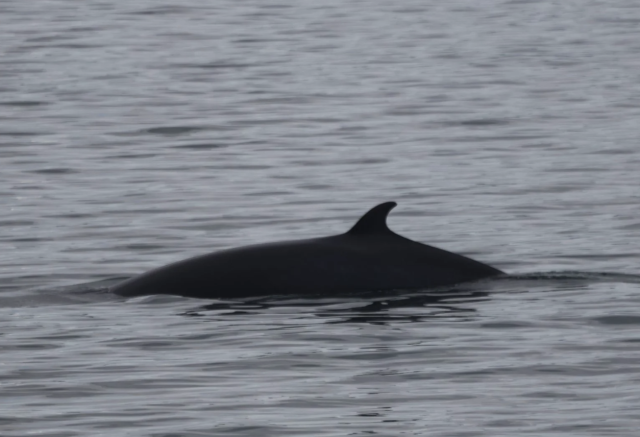 minke whale 2 august