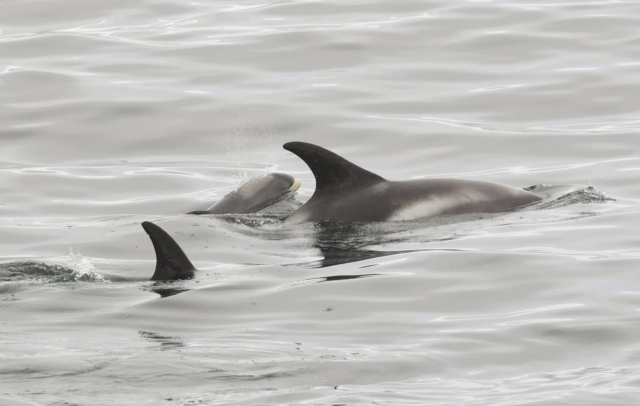 white-beaked dolphins and baby