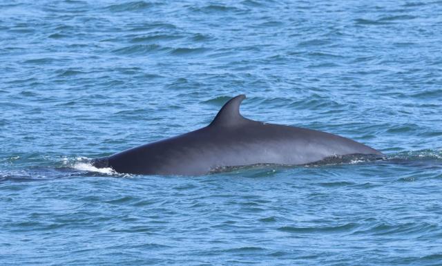 minke whale