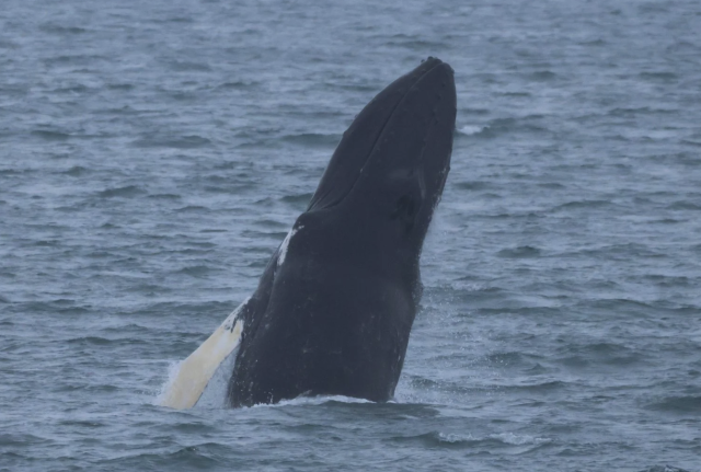 breaching humpback whale
