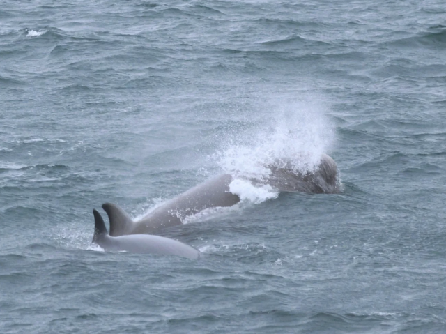 northern bottlenose whales
