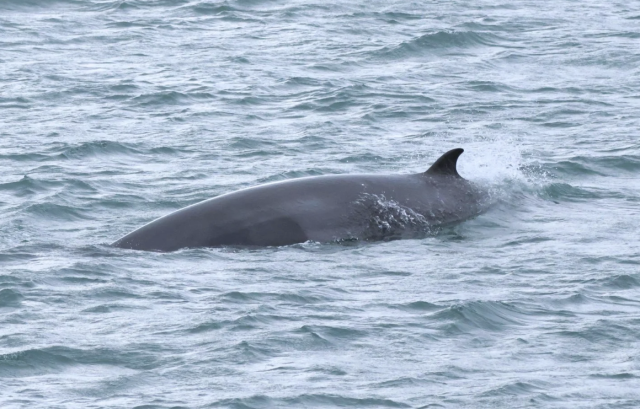 minke whale