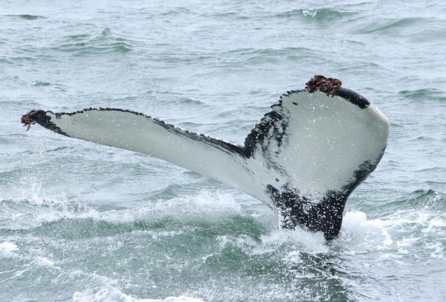 humpback whale