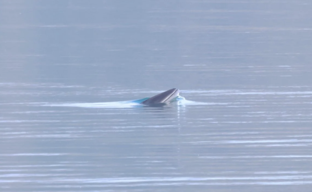 minke whale snout