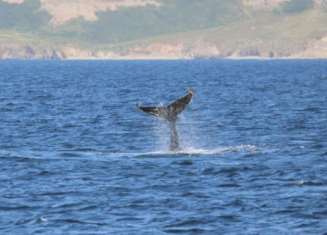 humpback whale