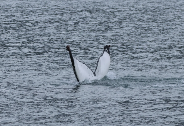 humpback whale