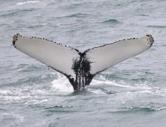 humpback whale