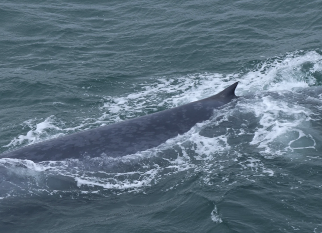 blue whale
