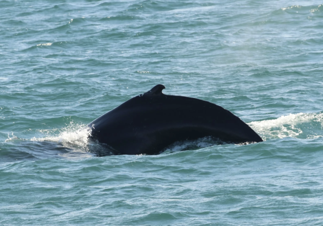 humpback whale