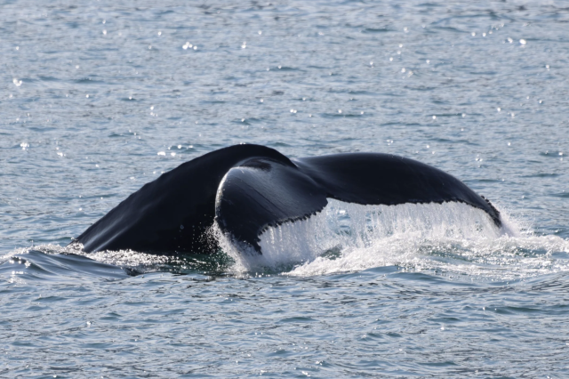 humpback whale