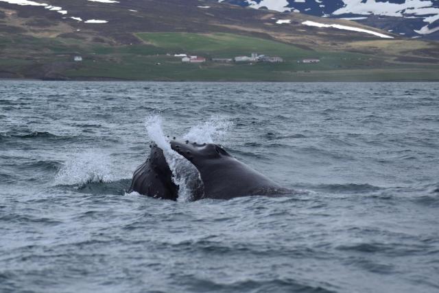Tuesday, 1 June 2016