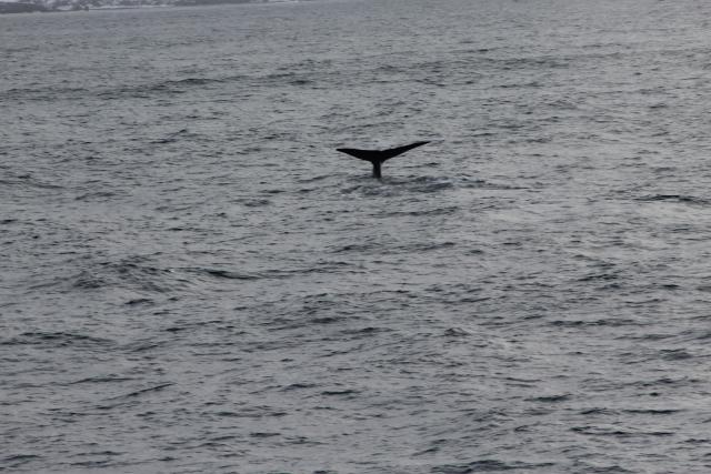 We saw Blue Whale!!