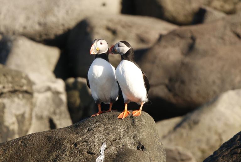 Two Puffins sitting on a rock