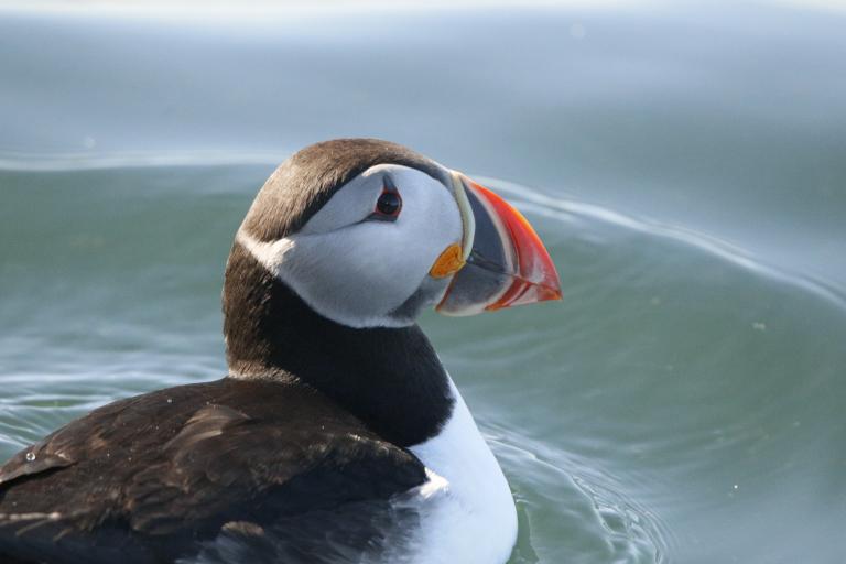 Puffin on Sea