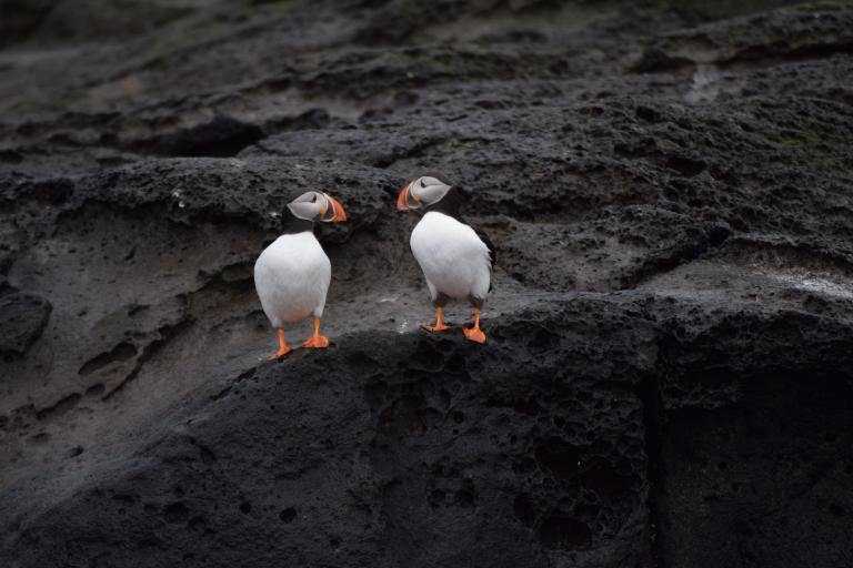 Two Puffins on the Rocks