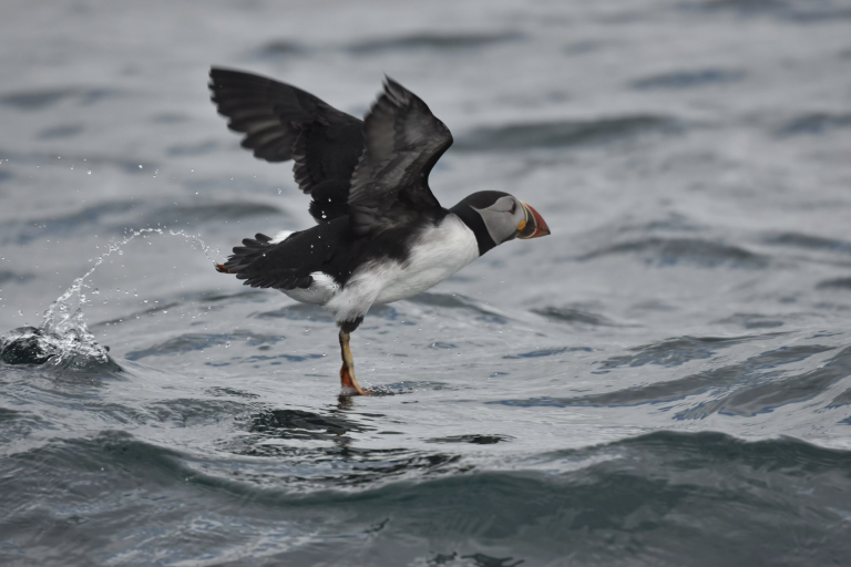 Puffin on the sea