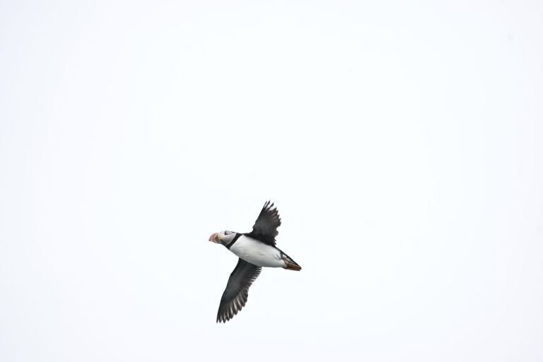 Puffin in the air