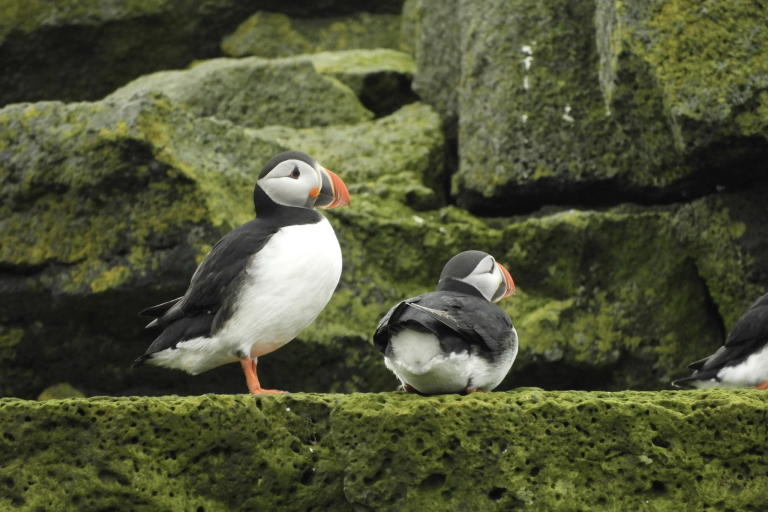 Two Puffins on the rocks
