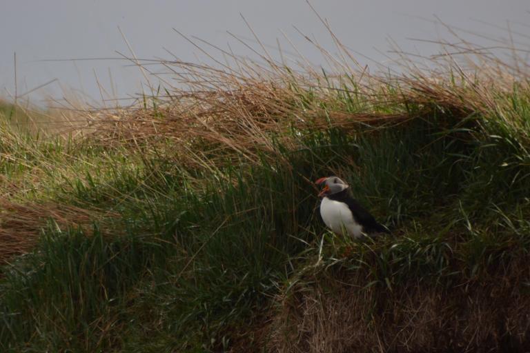Puffin in the burrow