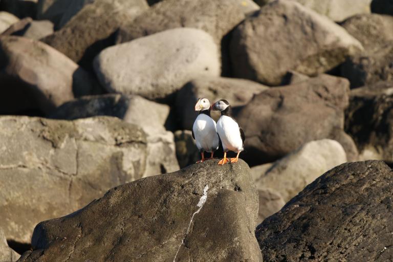 Two Puffins on the Rocks